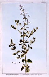 Figwort, eller Scrofulaira